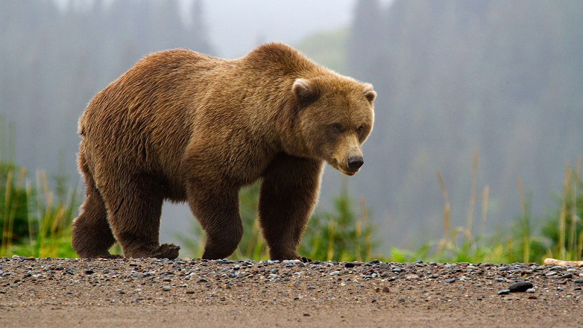 Image-w-cred-cap_-1200w-_-Brown-Bear-page_-brown-bear-in-fog_2_1[1].jpg